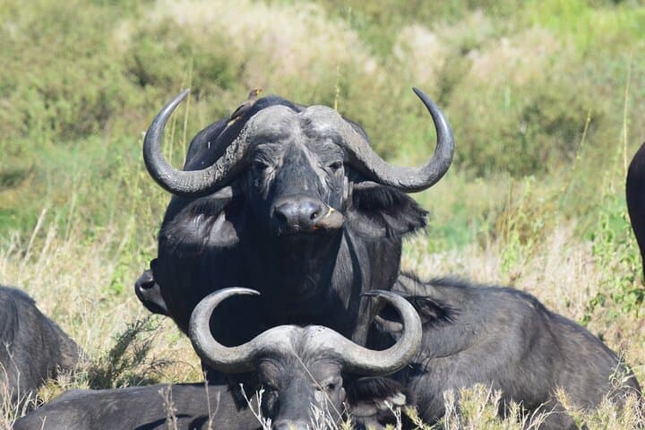 9-Day Serengeti Great Migration & Lake Natron Safari photo 5