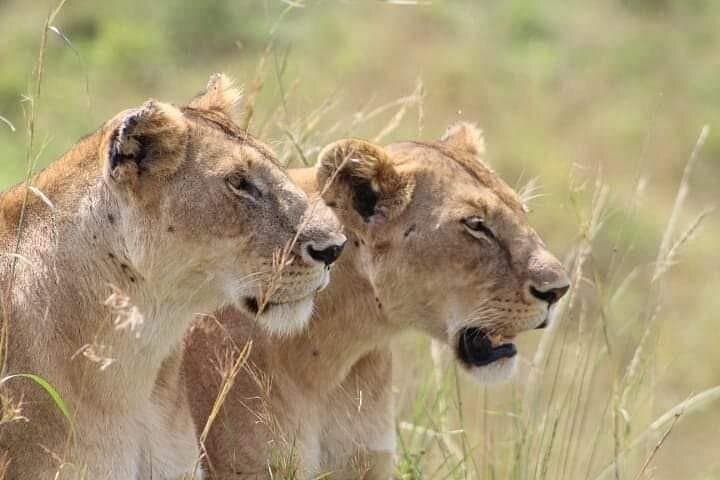 2-Day Salt Lick Safari: Taita Hills Lodge Wildlife Experience photo 1