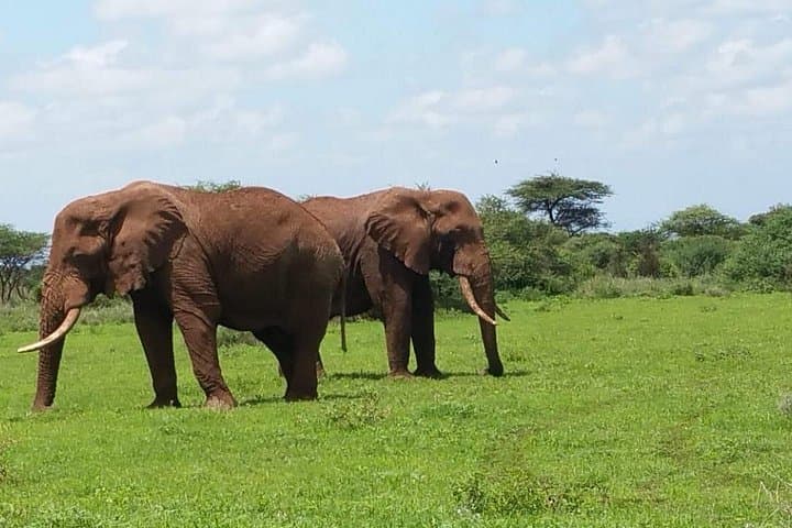 2-Day Salt Lick Safari: Taita Hills Lodge Wildlife Experience photo 2