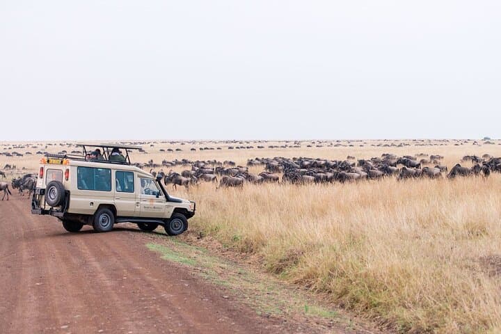 Three-Day Masai Mara Flying Safari from Diani Beach — Lodge Stays & Daily Game Drives photo 2