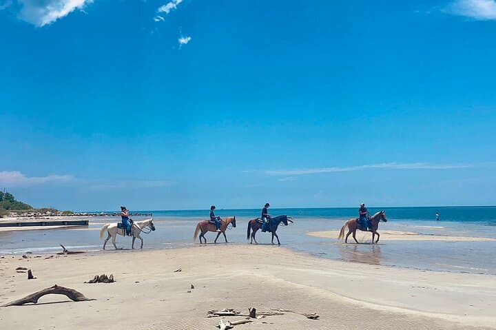 Guided Horseback Ride on Virginia Key Beach, Miami