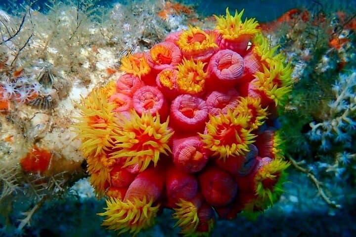 Peanut Island Snorkel and Paddle Adventure from Riviera Beach photo 4