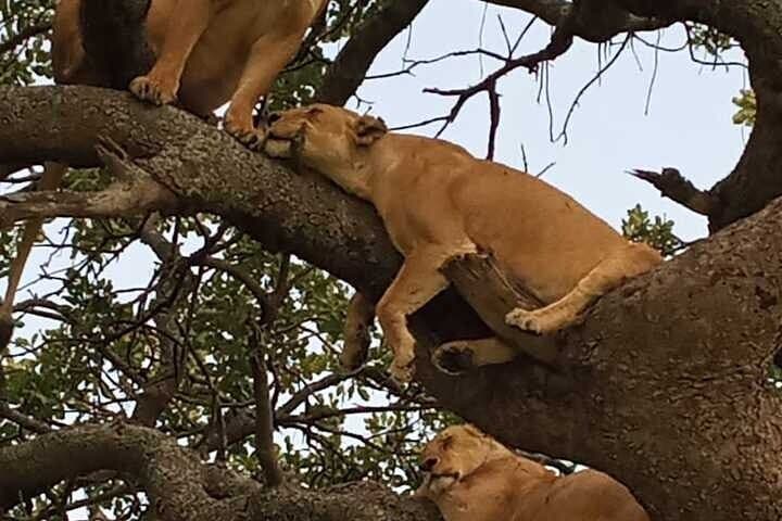 Ultimate 3-Day Maasai Mara Safari From Nairobi by Road
