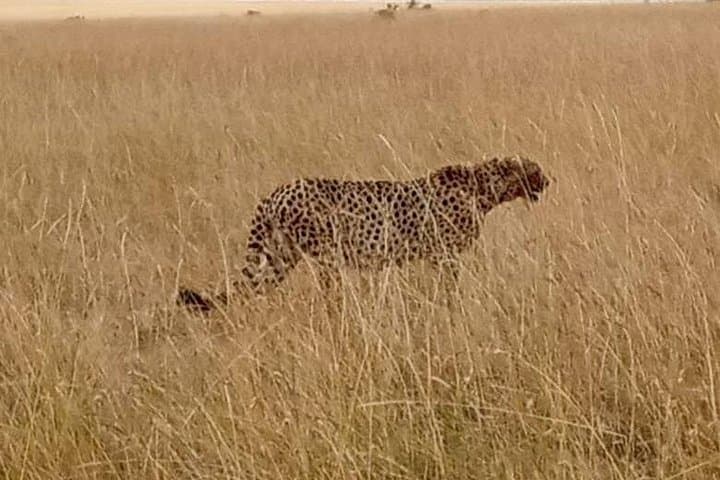 3-Day Amboseli Safari from Nairobi: Elephant Encounters & Mount Kilimanjaro Views photo 1