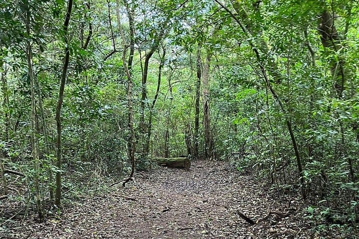 Rincón de la Vieja Santa Maria Hike & Hot Springs — Half-Day from Liberia photo 4