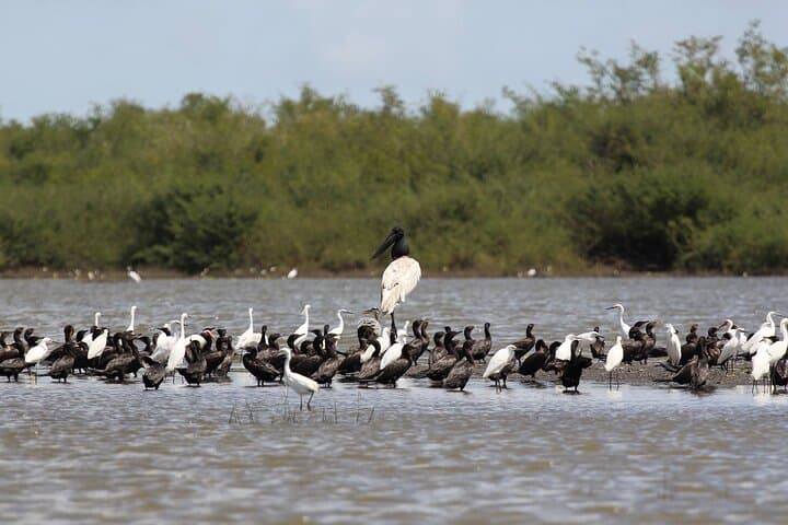 Wings of Belize: Crooked Tree Lagoon Birdwatching Boat Tour from Belize City photo 2