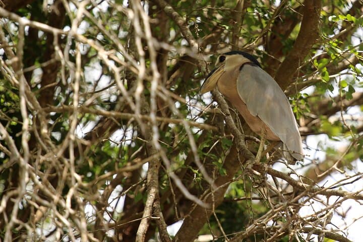 Wings of Belize: Crooked Tree Lagoon Birdwatching Boat Tour from Belize City photo 4