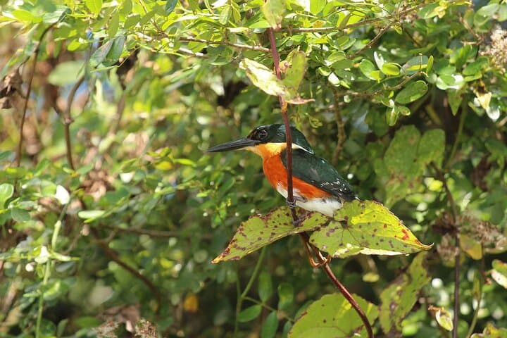 Wings of Belize: Crooked Tree Lagoon Birdwatching Boat Tour from Belize City