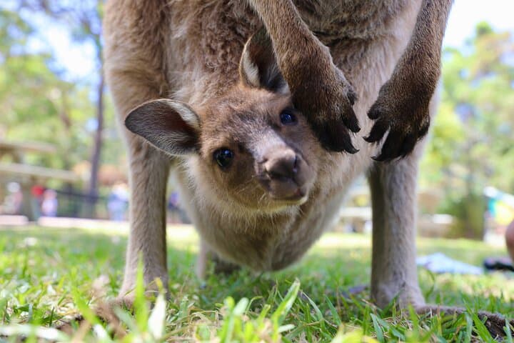 One-Day Australia Nature & Wildlife Private Tour from Sydney photo 3