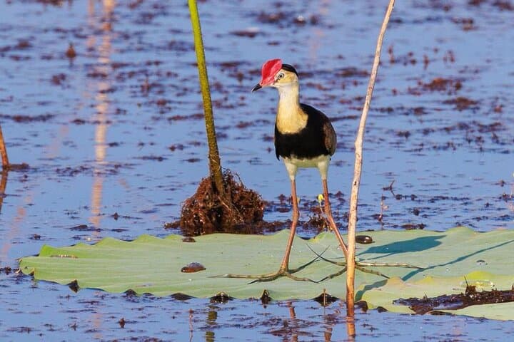 Fogg Dam Wetlands & Humpty Doo Wildlife Tour from Darwin photo 3