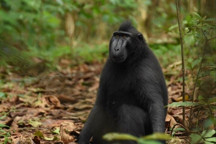 Tangkoko Overnight: Tarsiers, Black-Crested Macaques & Night Walks in North Sulawesi photo 4
