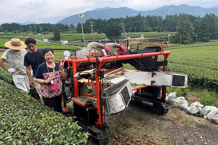 Hands-On Tea Picking in Shizuoka: Private Farm & Factory Tour photo 3