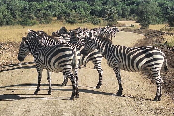 Explore Nairobi National Park and Giraffe Centre: A Unique City Safari Experience