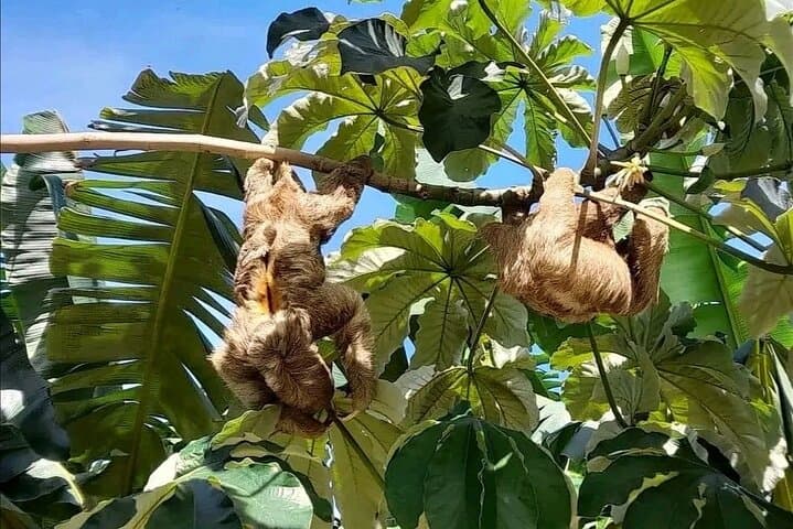 Roatán Sloth & Monkey Sanctuary and Chocolate‑Rum Cake Tour: Wildlife, Views & Island Flavors photo 3