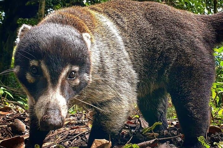 Monteverde Hanging Bridges and Night Walk Combo: Cloud Forest Bridges & Nocturnal Wildlife Tour photo 3