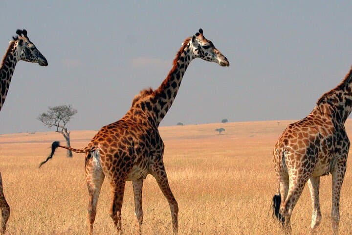 4-Day Masai Mara Guided Safari: Big Five, Mara River & Migration Highlights photo 5