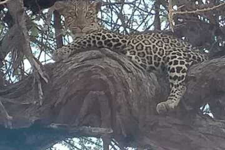 3-Day Masai Mara Air Safari from Diani Beach — Wildebeest Migration & Big Five photo 2