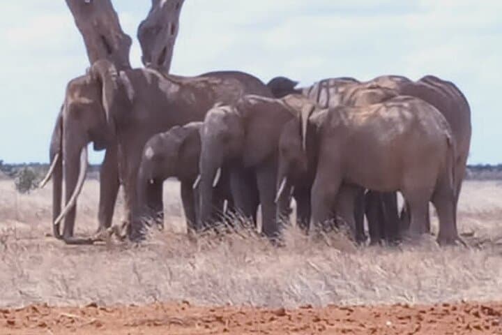 Two-Day Tsavo East & Ngutuni Sanctuary Safari from Mombasa photo 2