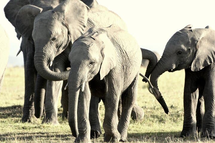 7-Day Kenya Camping Safari: Masai Mara, Lake Nakuru, Naivasha & Amboseli