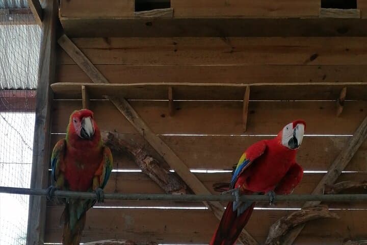 Roatán Sloth & Monkey Sanctuary and Chocolate‑Rum Cake Tour: Wildlife, Views & Island Flavors photo 4