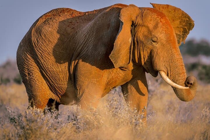 Two-Day Tsavo East & Ngutuni Sanctuary Safari from Mombasa