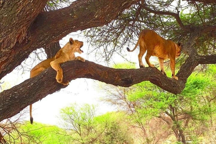 Theatre of the Wild: 3-Day Salt Lick Lodge & Satao Camp Safari