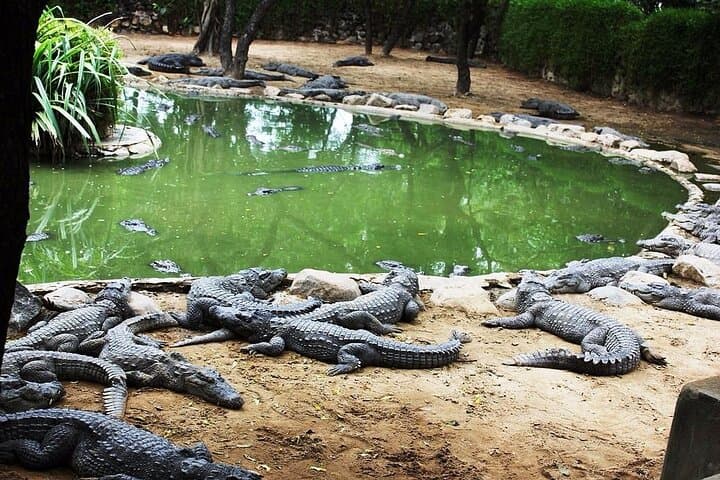 South Mauritius Day Tour: Crocodile Park, Bois Chéri Tea & St Aubin Rum Tasting photo 4