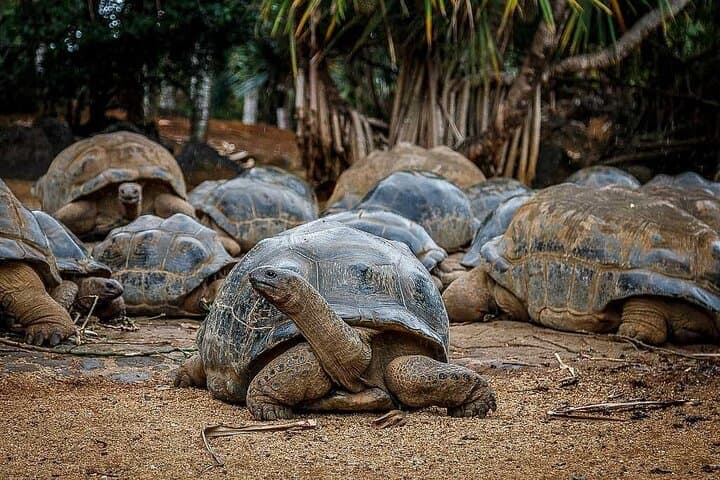 South Mauritius Day Tour: Crocodile Park, Bois Chéri Tea & St Aubin Rum Tasting photo 2