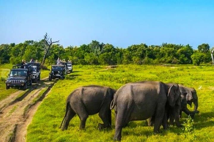 Polonnaruwa Ancient City and Minneriya Safari: Day Trip from Kandy photo 1