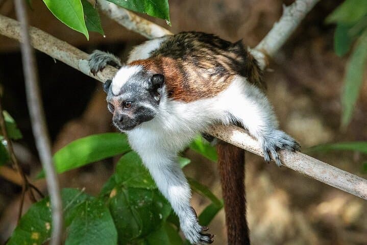 Gamboa Primate Adventure: Private Half-Day Boat Tour on Gatun Lake