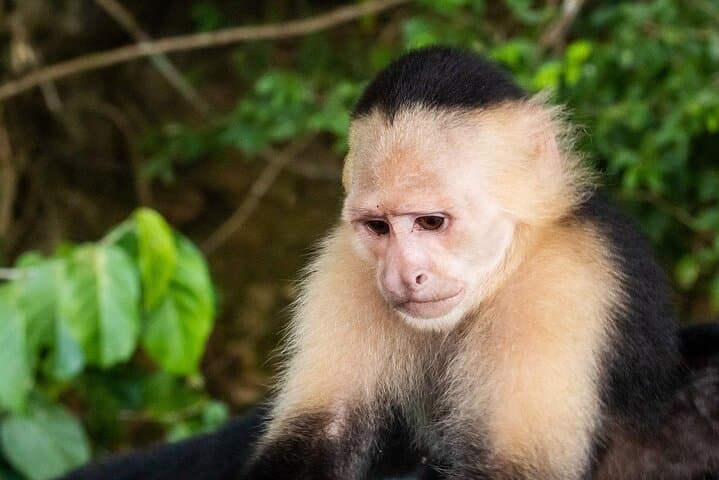 Gamboa Primate Adventure: Private Half-Day Boat Tour on Gatun Lake photo 2