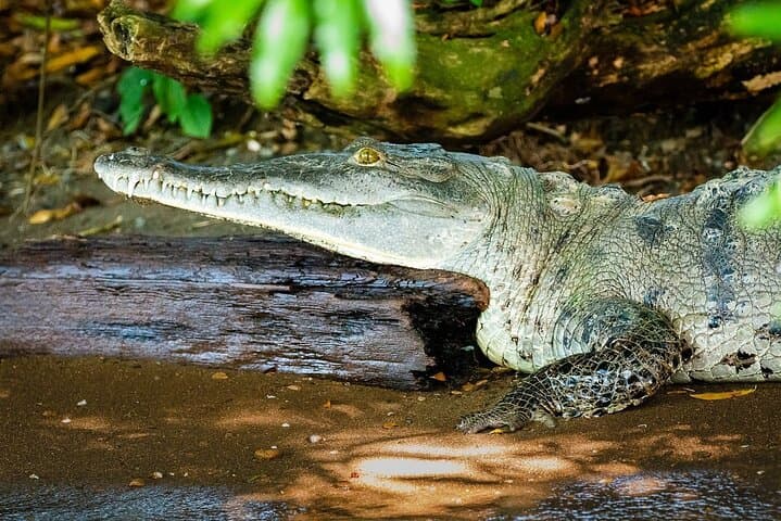 Gamboa Primate Adventure: Private Half-Day Boat Tour on Gatun Lake photo 3