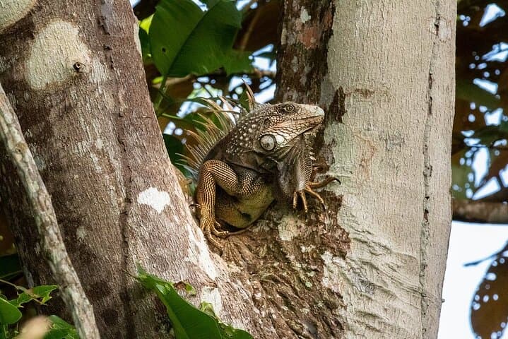 Gamboa Primate Adventure: Private Half-Day Boat Tour on Gatun Lake photo 4