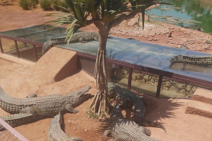 Crocoparc Agadir: Crocodile Park Transport & Entrance Ticket from Agadir