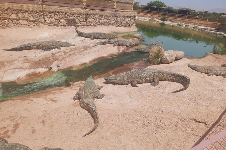 Crocoparc Agadir: Crocodile Park Transport & Entrance Ticket from Agadir photo 2