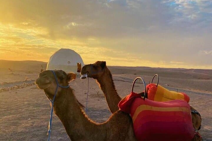 Sunset Camel Ride & Nomad Desert Dinner Near Marrakech photo 3