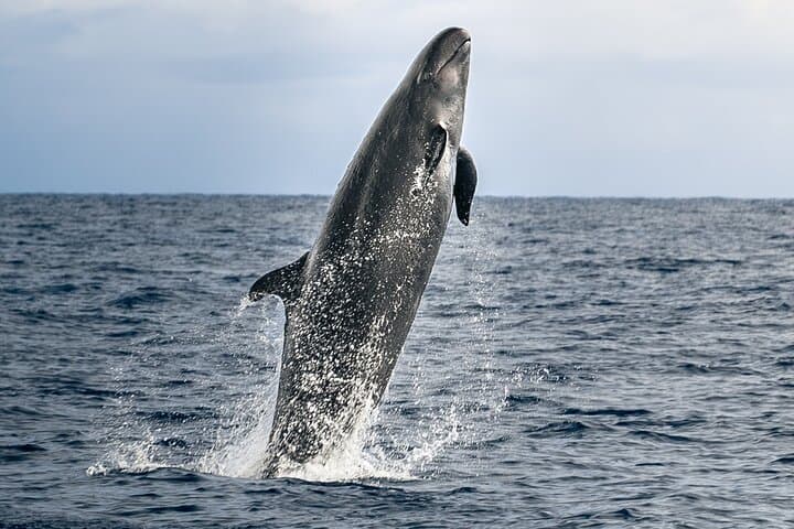 Kona Pelagic Whale Watch — Big Island Offshore Wildlife Tour photo 2