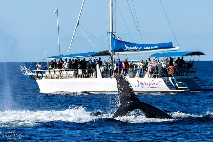 Port Stephens 3-Hour Whale and Dolphin Watch Cruise aboard Imagine