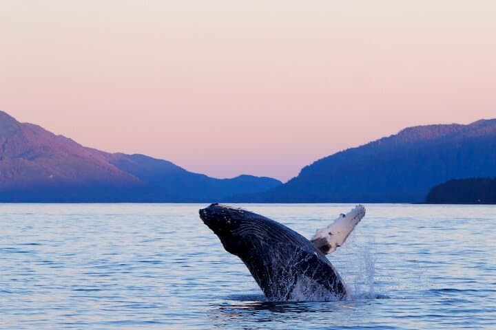 Sitka Whale Watching: Best Small-Boat Wildlife Excursion in Sitka Sound photo 3