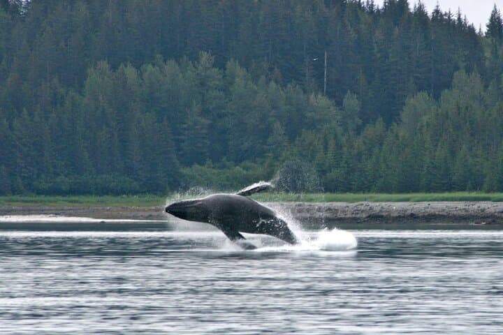 Sitka Whale Watching: Best Small-Boat Wildlife Excursion in Sitka Sound photo 5