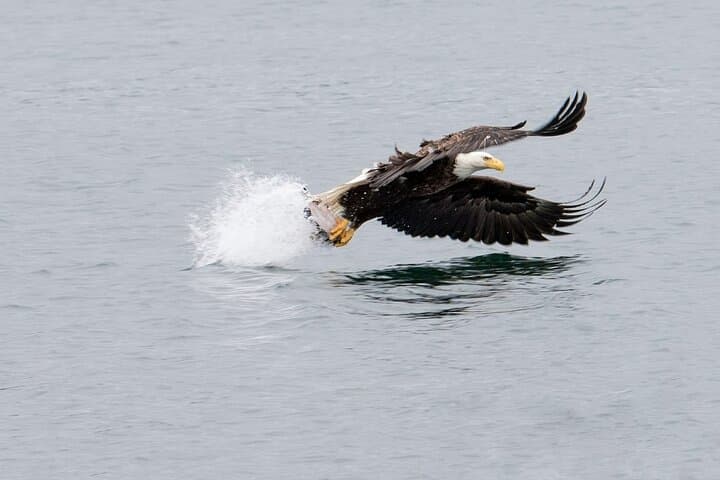 Sitka Whale Watching: Best Small-Boat Wildlife Excursion in Sitka Sound photo 6