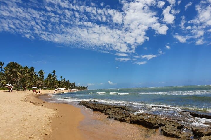 Coconut Coast & Praia do Forte Day Trip from Salvador — Private Coastal Tour