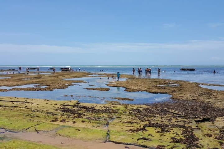 Coconut Coast & Praia do Forte Day Trip from Salvador — Private Coastal Tour photo 4