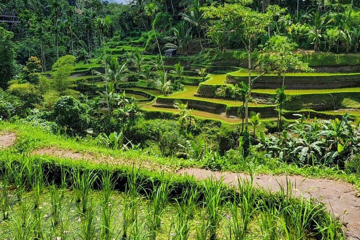 Private Car Hire in Ubud: Customize Your Day Tour with a Local Driver