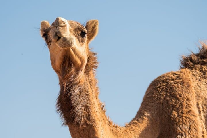 Sunrise Dune Drive in Dubai: Camel Trek, Sand Surfing & Red Dunes Photo Stops photo 4