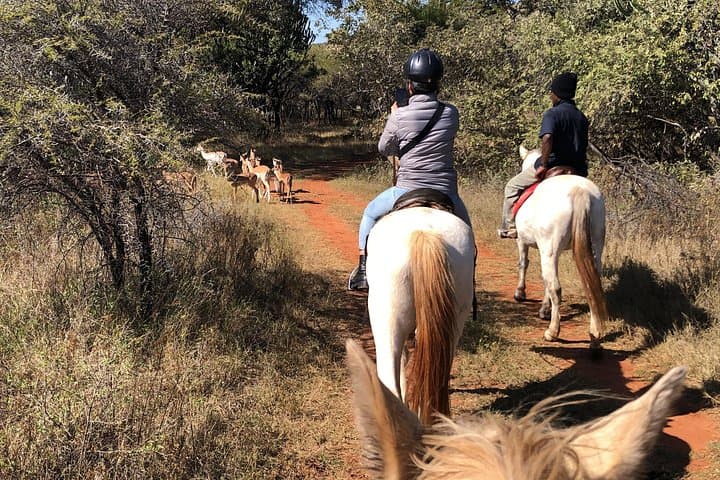 Hartbeespoort Horseback Safari and Cable Car from Johannesburg photo 4