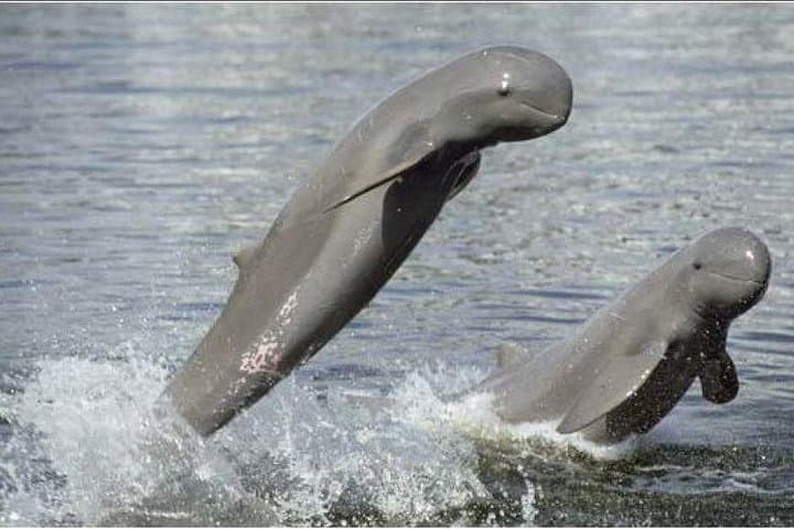 Late-Afternoon Mekong Dolphin Watching & Phnom Sam Bok by Tuk-Tuk (Kratie)