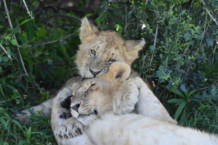 3-Day Masai Mara Camping Safari: Big Five & Great Migration Game Drives photo 4