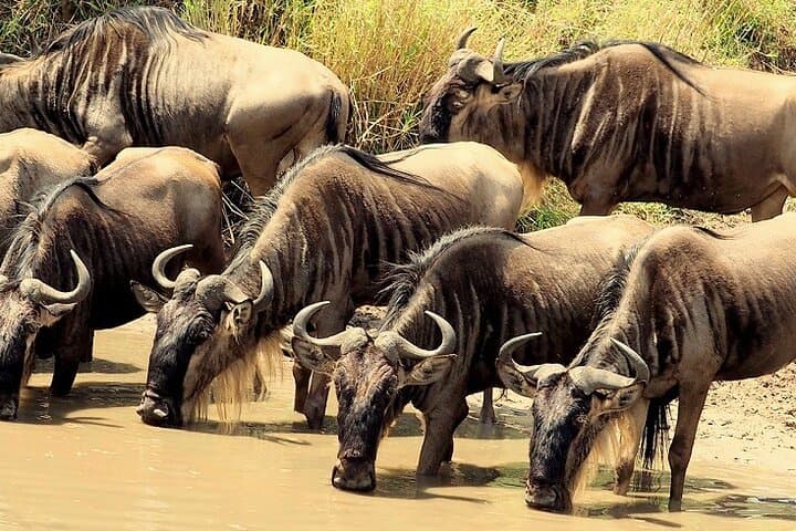 3-Day Masai Mara Camping Safari: Big Five & Great Migration Game Drives