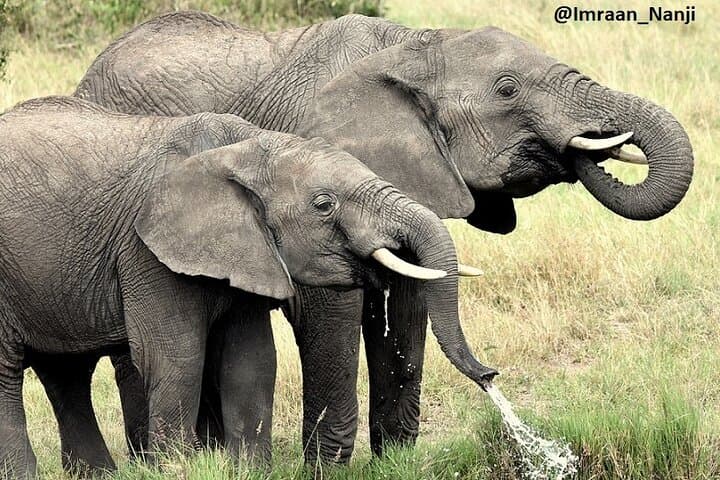 3-Day Masai Mara Camping Safari: Big Five & Great Migration Game Drives photo 6
